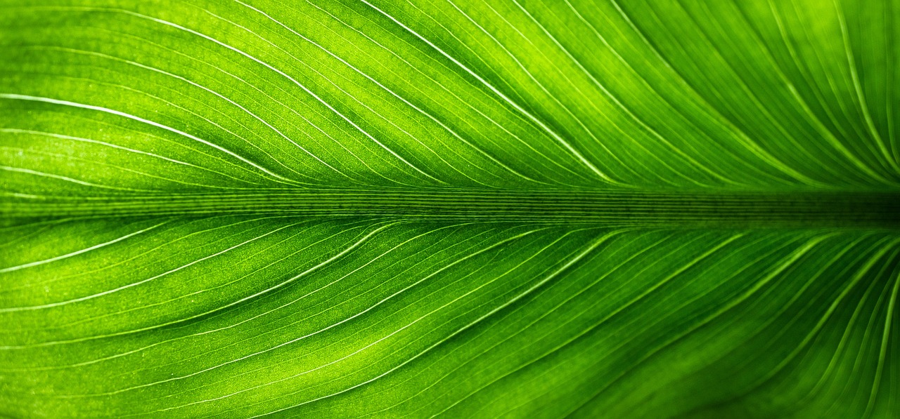 Green Energy Solutions for Homeowners - Is it Worth the Investment?